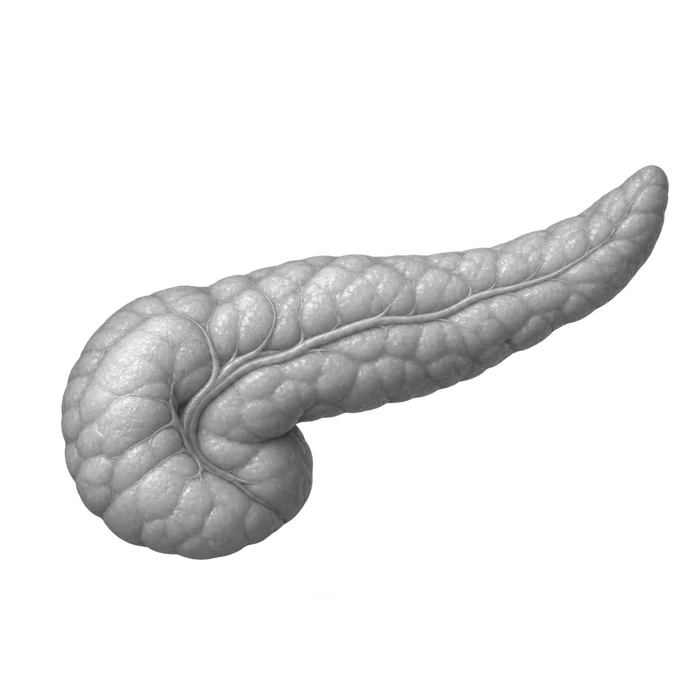 Ilustración anatómica del páncreas.